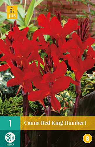 KANA RED KING HUMBERT 1 kus