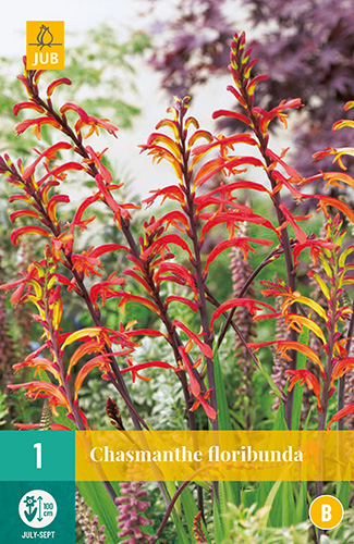 CHASMANTHE FLORIBUNDA 1 kus
