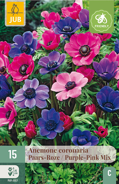 ANEMÓNKY CORONARIA PURPLE/PINK MIX - 15 ks