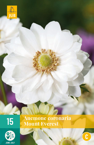 Anemonky MOUNT EVEREST 15 kusov