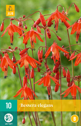 BESSERA ELEGANS počet kusov: 10