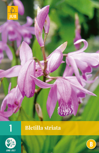 BLETILLA STRIATA - 1 ks