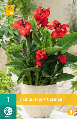 CANNA DO KVETINÁČA, SOL HAPPY CARMEN - 1 ks