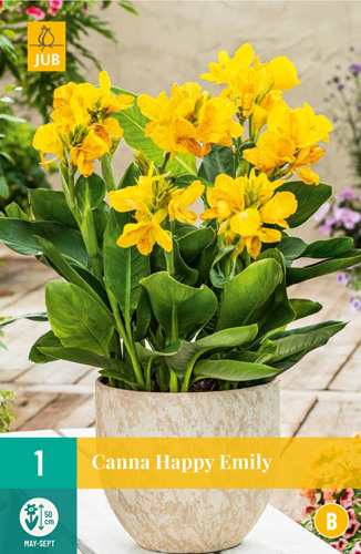 CANNA DO KVETINÁČA, SOL HAPPY EMILY - 1 ks