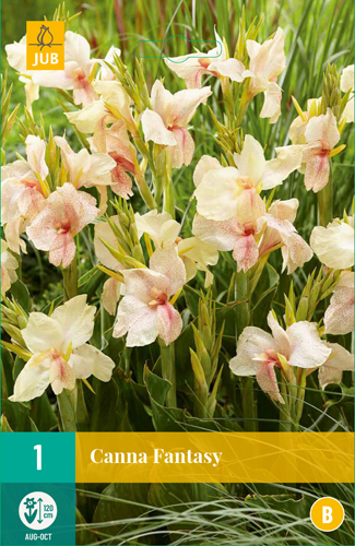 KANA FANTASY pocet kusov: 1