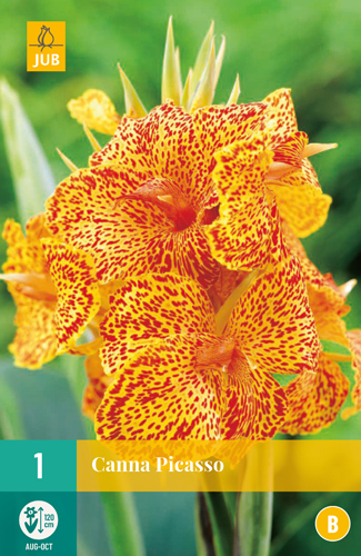 CANNA PICASSO - 1 ks