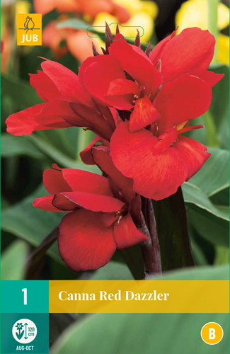 CANNA RED DAZZLER - 1 ks