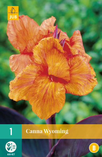 CANNA WYOMING - 1 ks