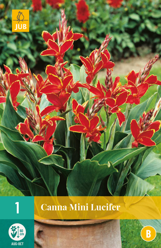 KANA MINI LUCIFER počet kusov: 1