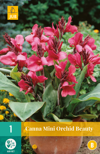 KANA MINI ORCHID BEAUTY počet kusov: 1