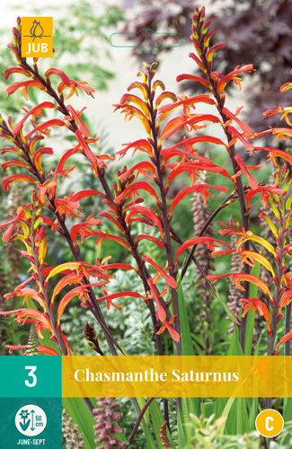 CHASMANTHE SATURNUS - 3 ks