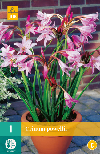 CRINUM POWELLII - 1 ks