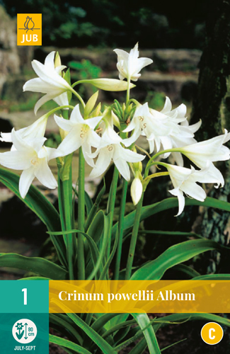 CRINUM POWELLII ALBUM - 1 ks