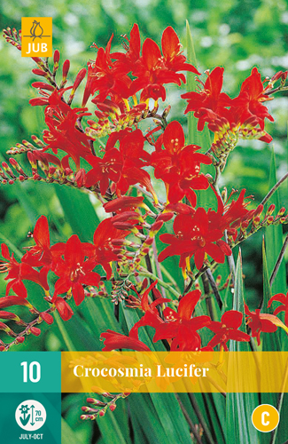 CROCOSMIA LUCIFER - 10 ks