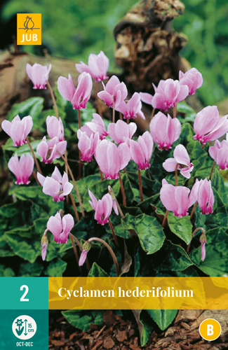 CYCLAMEN HEDERIFOLIUM pocet kusov: 2