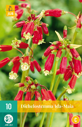 DICHELOSTEMMA IDA-MAIA pocet kusov: 10