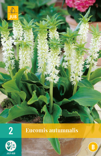 EUCOMIS AUTUMNALIS - 2 ks