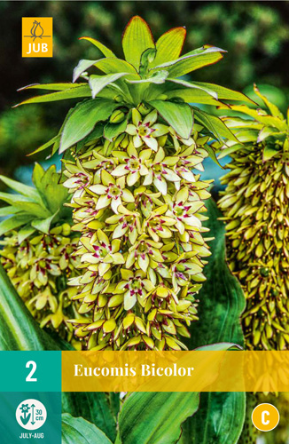 EUCOMIS BICOLOR - 2 ks Novinka