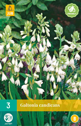 GALTONIA CANDICANS - 3 ks