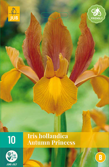 IRIS HOLLANDICA AUTUMN PRINCESS 10 kusov