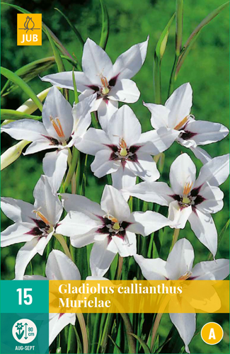 GLADIOLY CALLIANTHUS MURIELAE - 15 ks