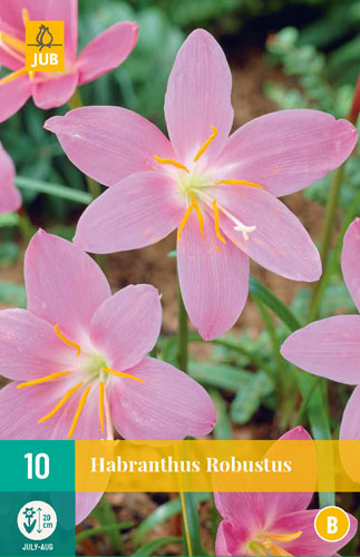 HABRANTHUS ROBUSTUS - 10 ks