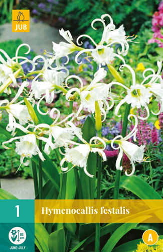 HYMENOCALLIS FESTALIS - 1 ks