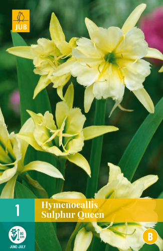 HYMENOCALLIS SULPHUR QUEEN - 1 ks