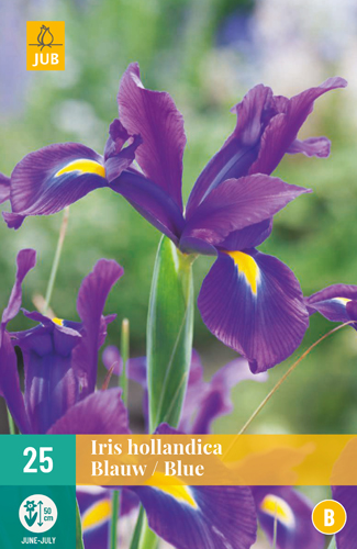 IRIS HOLLANDICA BLUE - 25 ks