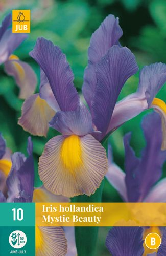 IRIS HOLLANDICA MYSTIC BEAUTY počet kusov: 10