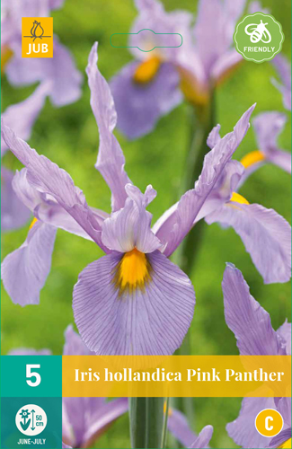 IRIS HOLLANDICA PINK PANTHER počet kusov: 5
