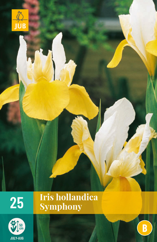 IRIS HOLLANDICA SYMPHONY - 25 ks