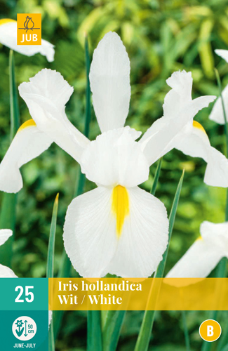 IRIS HOLLANDICA WHITE - 25 ks