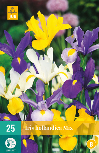 IRIS HOLLANDICA MIX - 25 ks