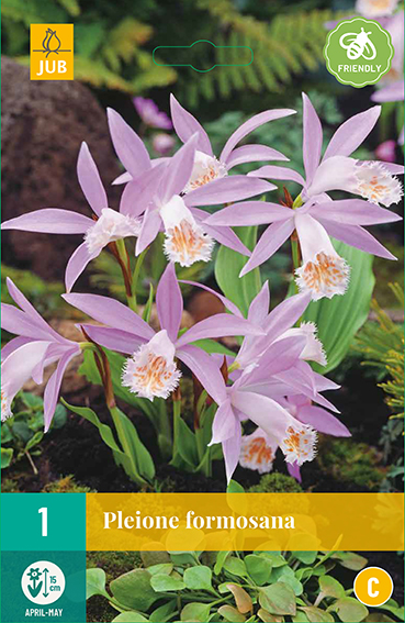 PLEIONE FORMOSANA 1 kus