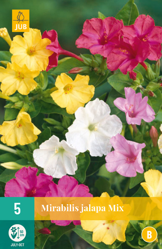 MIRABILIS JALAPA pocet kusov: 5