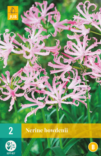 NERINE BOWDENII - 3 ks