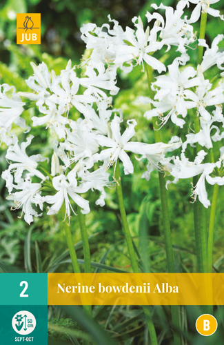 NERINE BOWDENII ALBA - 2 ks