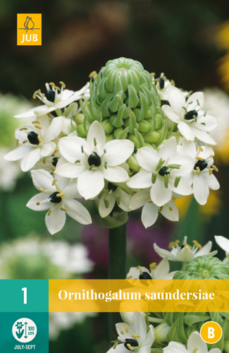 ORNITHOGALUM SAUNDERSIAE - 1 ks
