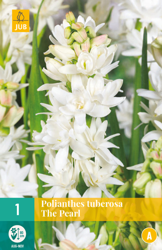 POLIANTHES TUBEROSA THE PEARL - 1 ks