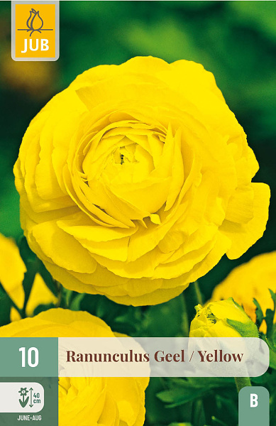 RANUNCULUS YELLOW - 10 ks