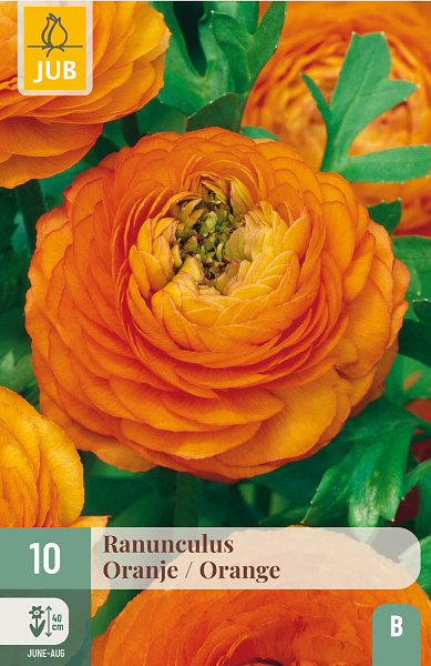 RANUNCULUS ORANGE - 10 ks