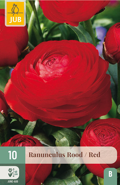 RANUNCULUS RED - 10 ks