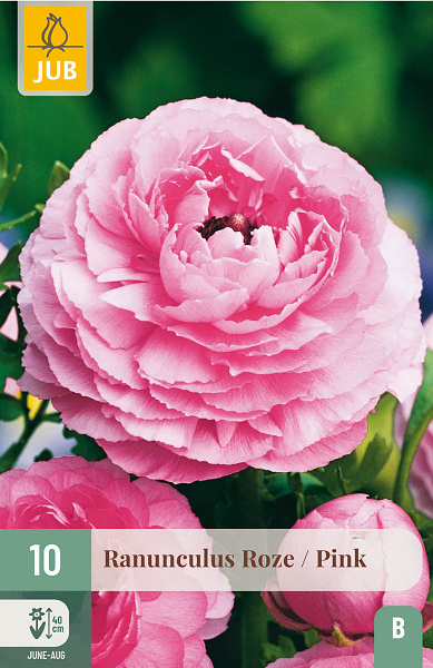 RANUNCULUS PINK - 10 ks