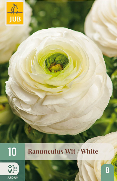 RANUNCULUS WHITE - 10 ks