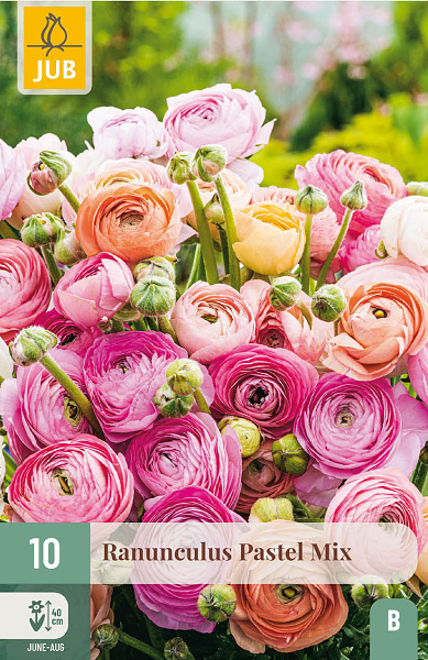 RANUNCULUS PASTEL MIX - 10 ks