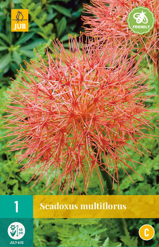 SCADOXUS MULTIFLORUS - 1 ks