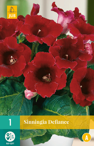 SINNINGIA DEFIANCE počet kusov: 1