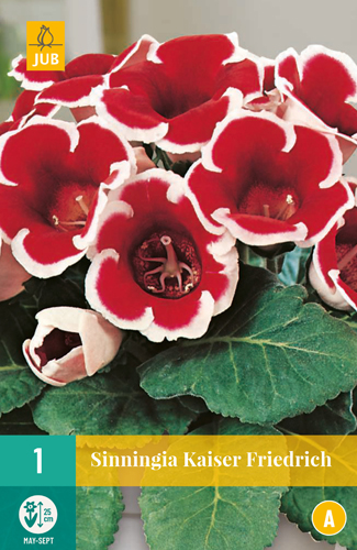 SINNINGIA KAISER FRIEDRICH - 1 ks