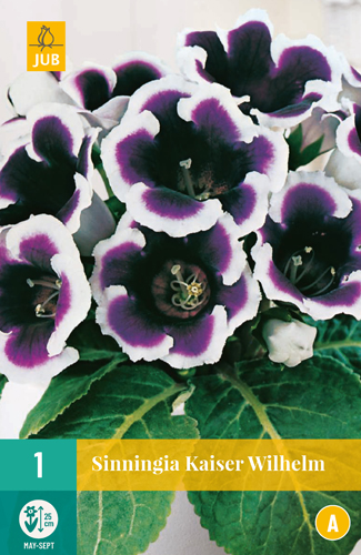 SINNINGIA KAISER WILHELM - 1 ks